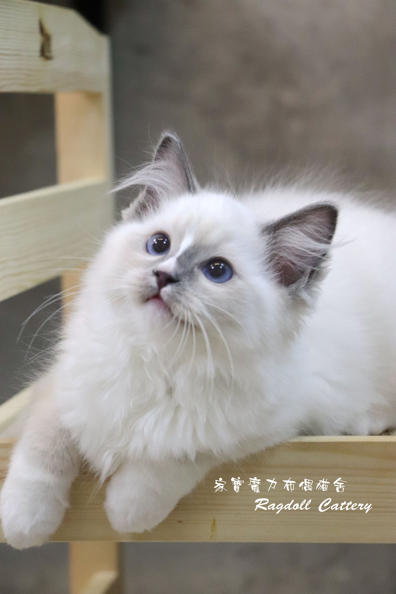 家寶寵物／藍流星手套布偶