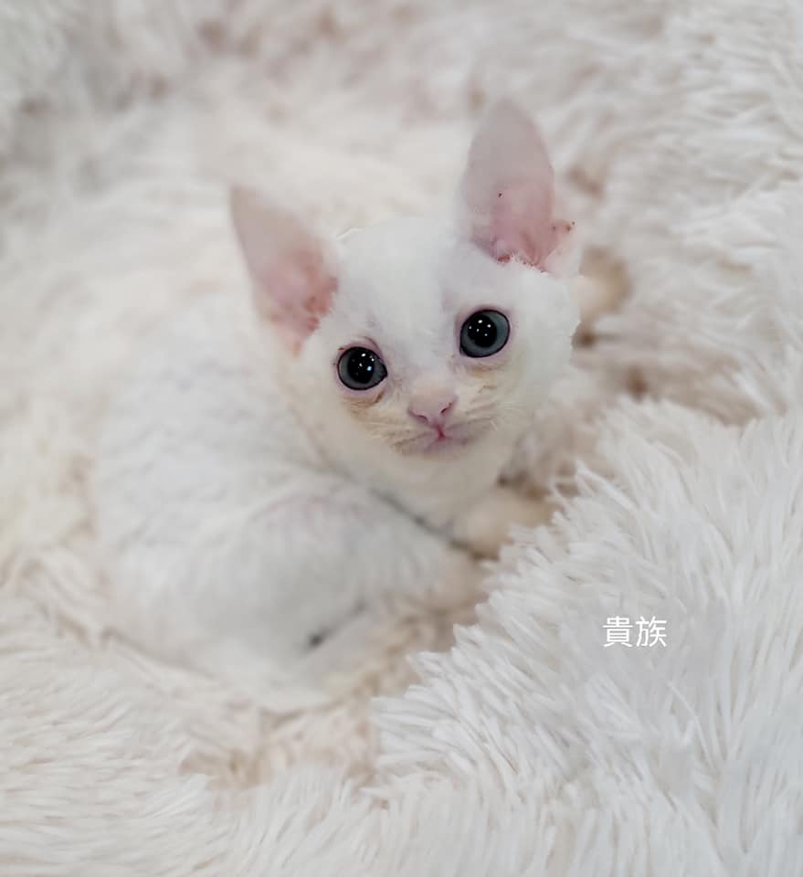Read more about the article 貴族寵物坊／德文 雷克斯捲毛精靈貓女孩