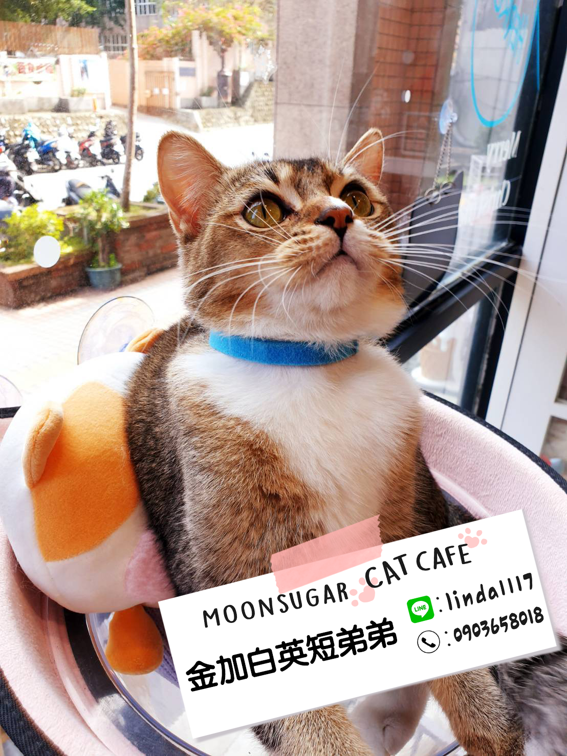 You are currently viewing 月亮糖糖喵樂園／黑金加白英國短毛貓