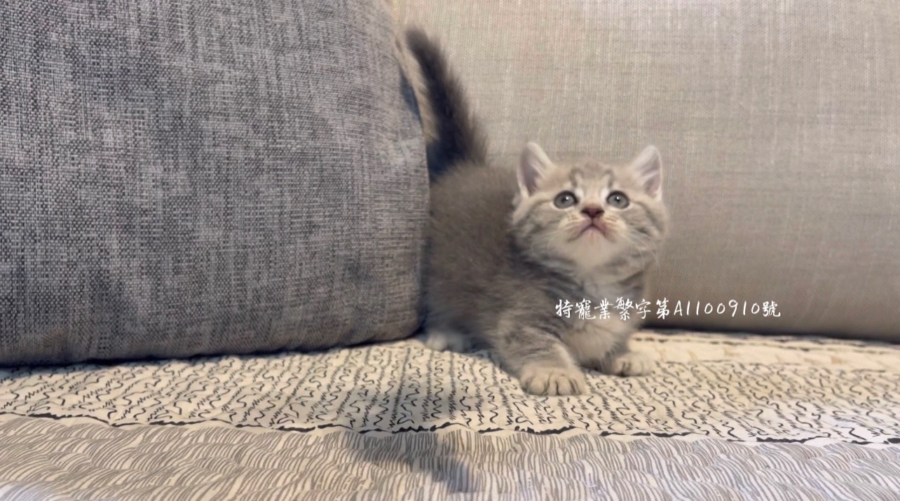 尊爵名皇／頭好壯壯的 藍虎斑曼赤肯