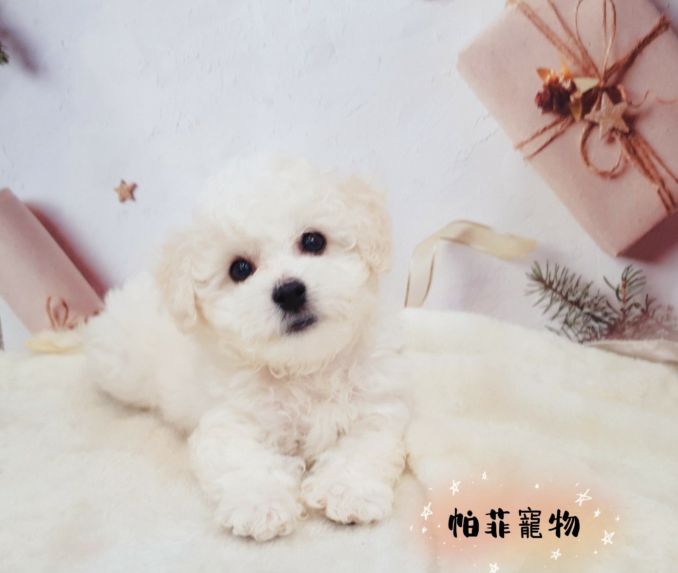 帕菲寵物館／比熊犬弟弟