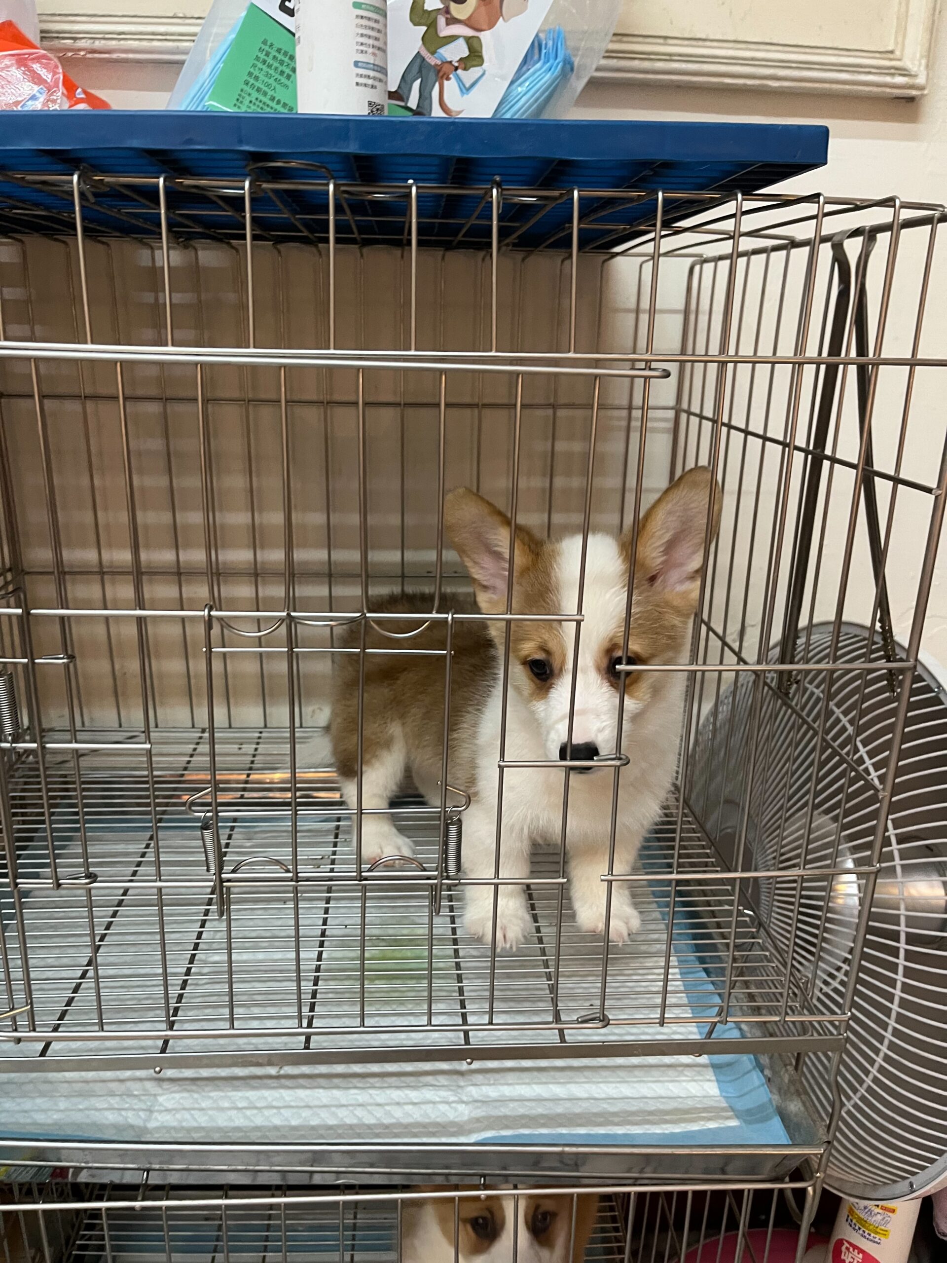 Read more about the article 佩佩犬舍／柯基犬弟弟妹妹