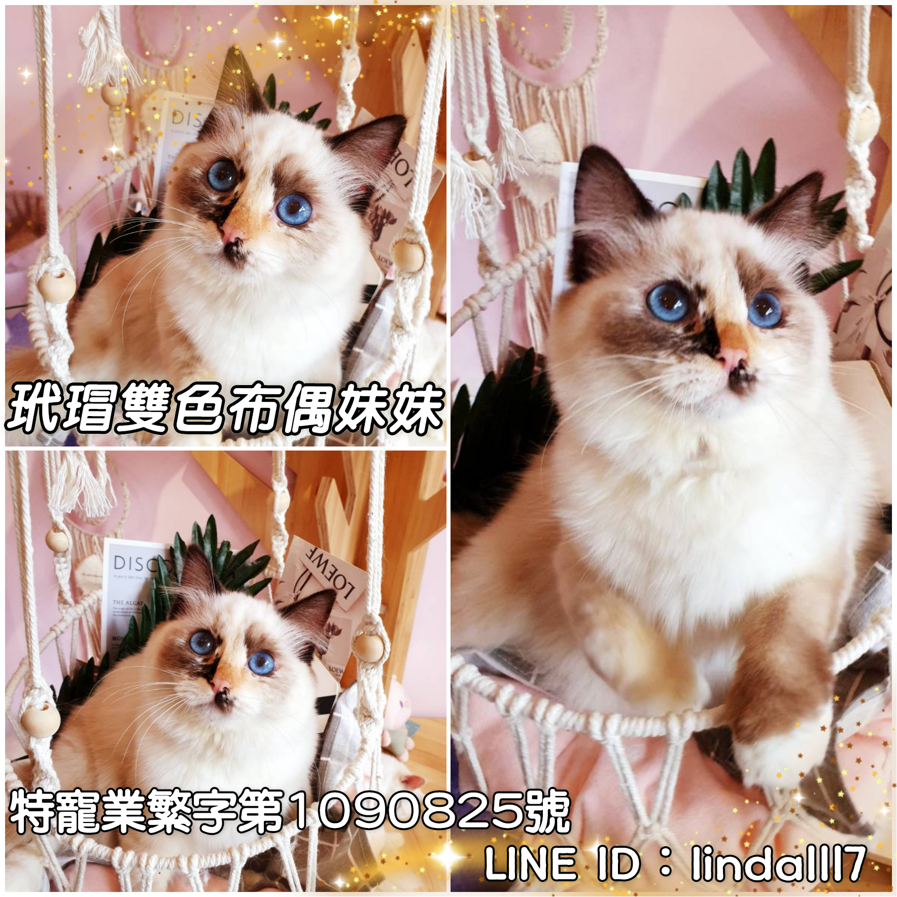You are currently viewing 月亮糖糖喵樂園／玳瑁雙色布偶貓