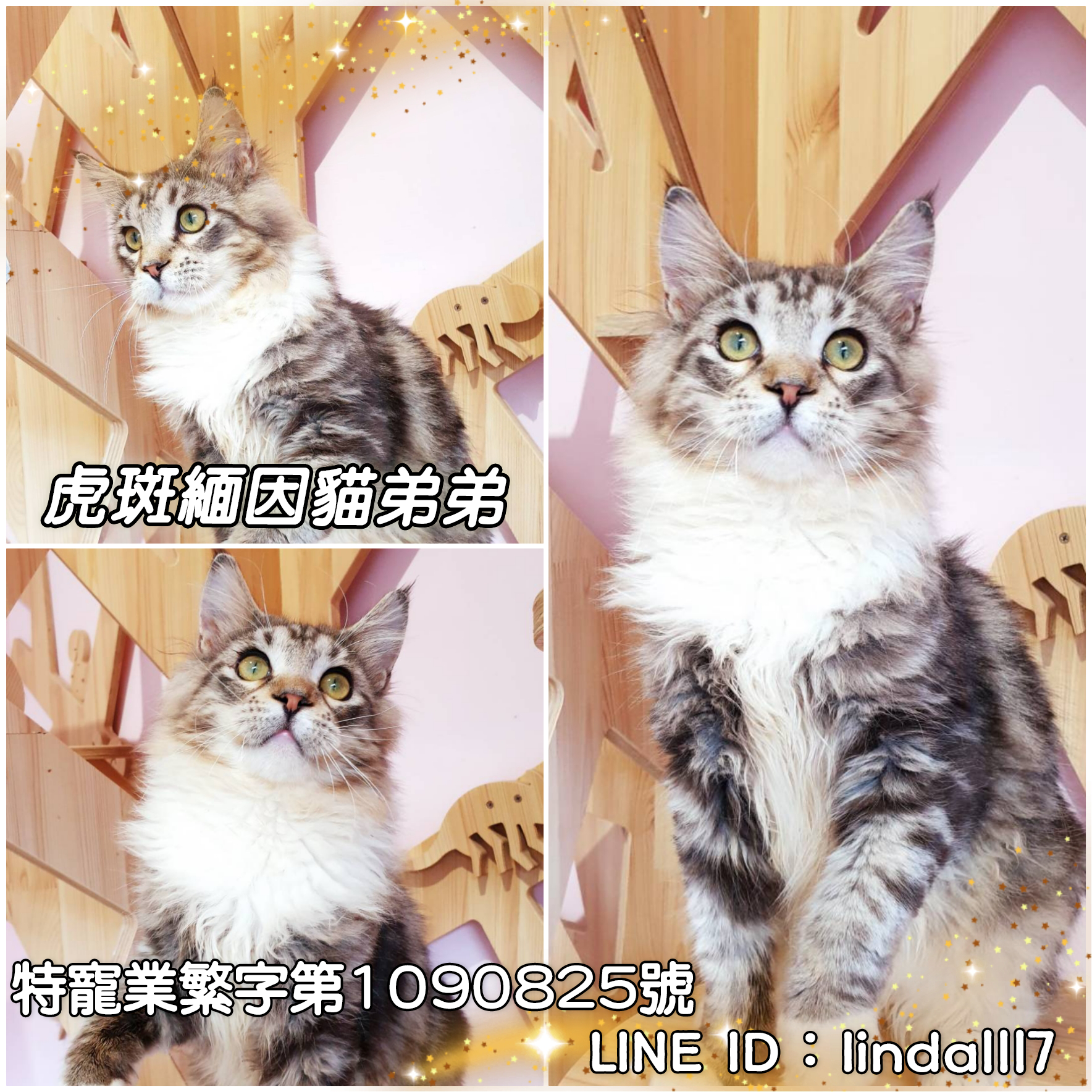 You are currently viewing 月亮糖糖喵樂園／虎斑緬因貓