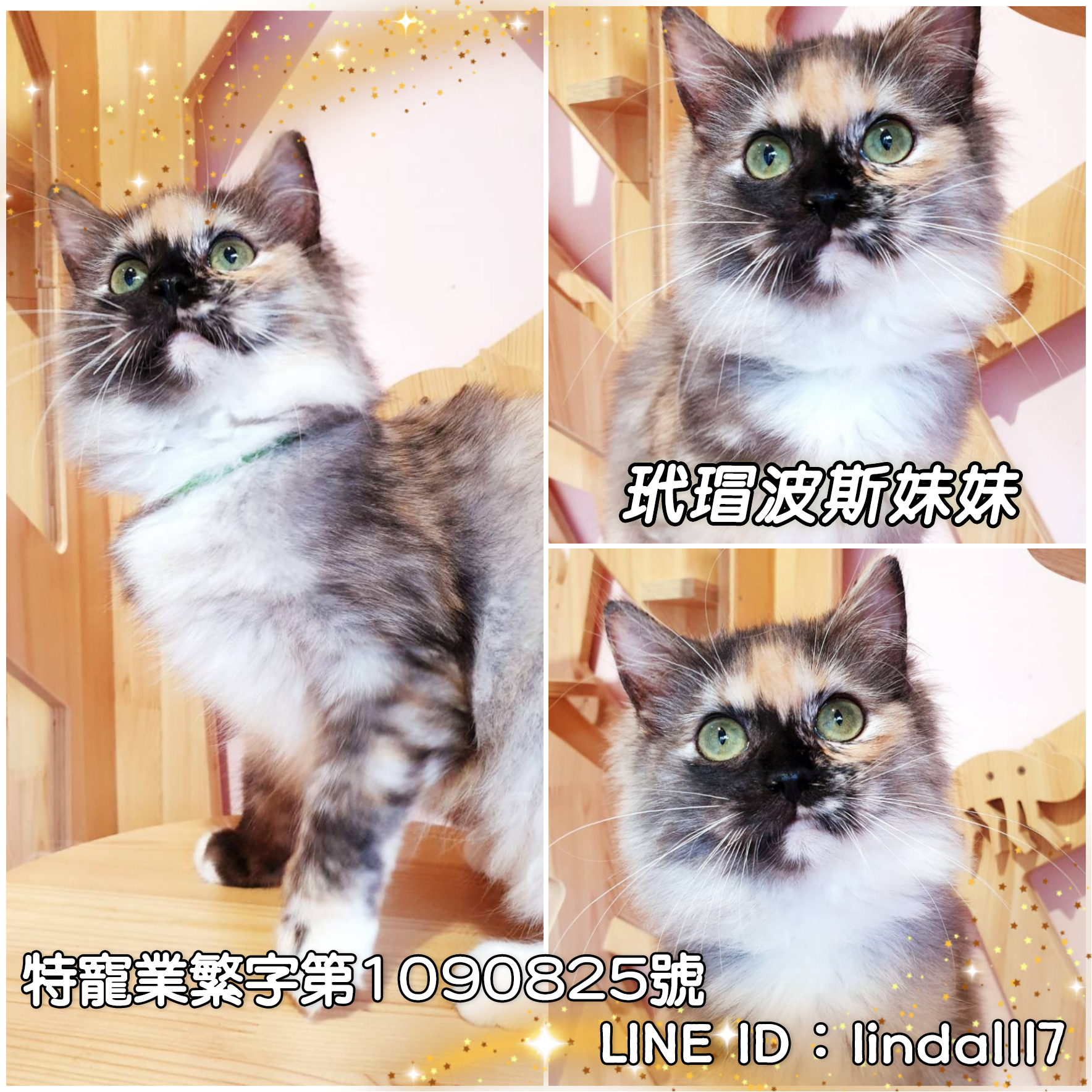 You are currently viewing 月亮糖糖喵樂園／玳瑁色波斯貓