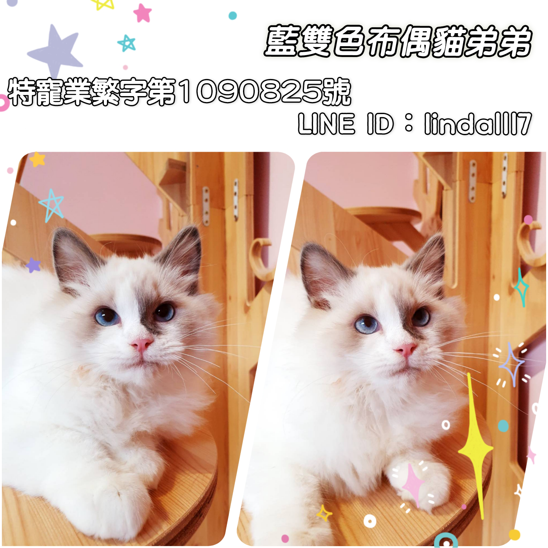 You are currently viewing 月亮糖糖喵樂園／藍雙色布偶貓