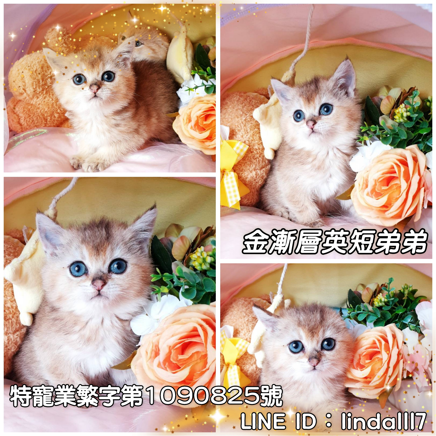 You are currently viewing 月亮糖糖喵樂園／金漸層英短