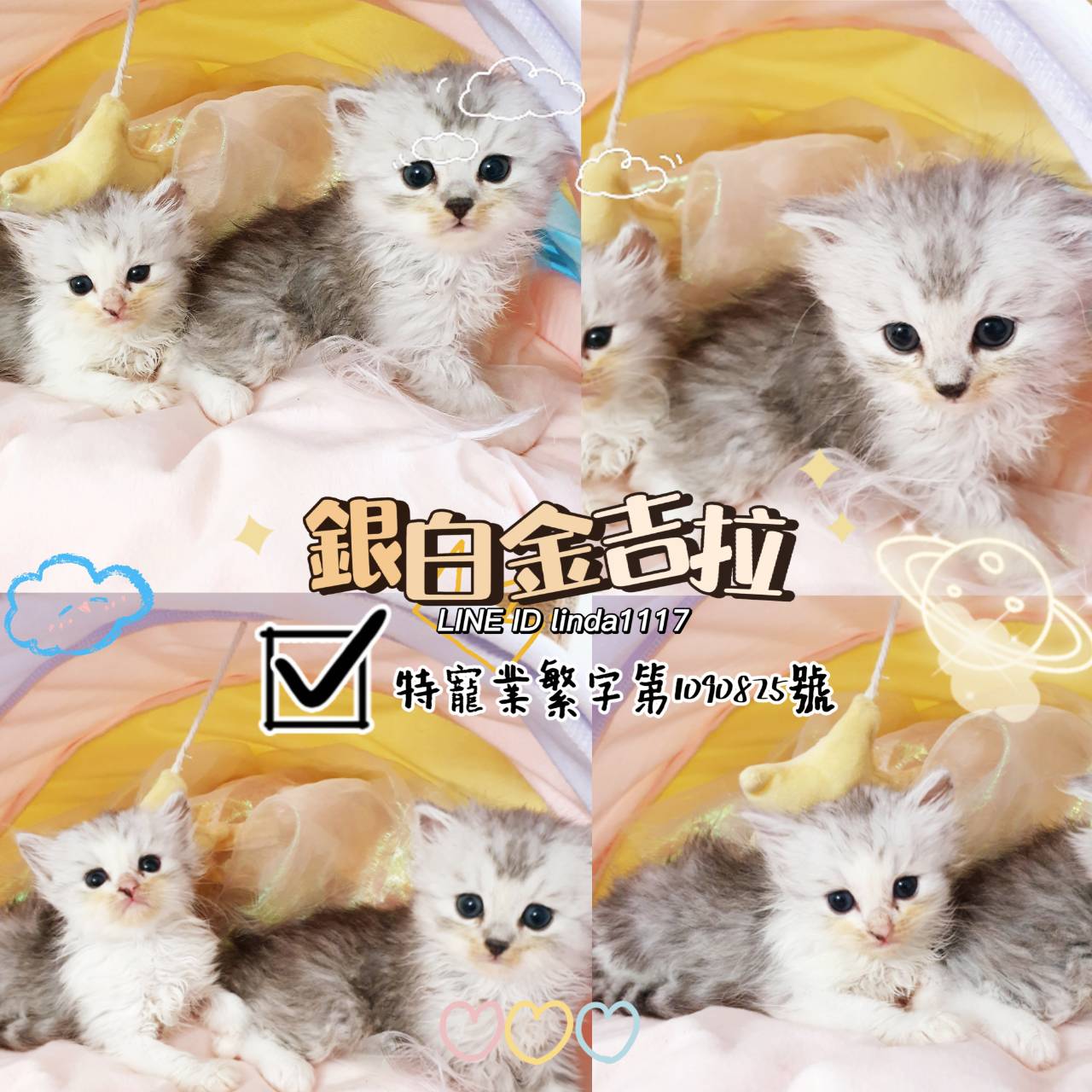 You are currently viewing 月亮糖糖喵樂園／銀白色金吉拉