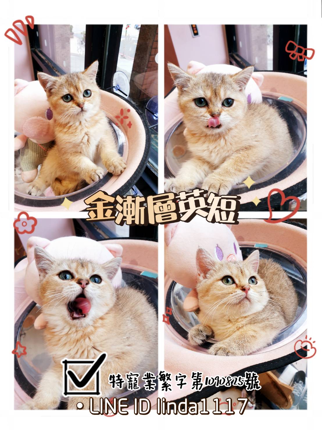 You are currently viewing 月亮糖糖喵樂園／金漸層英短