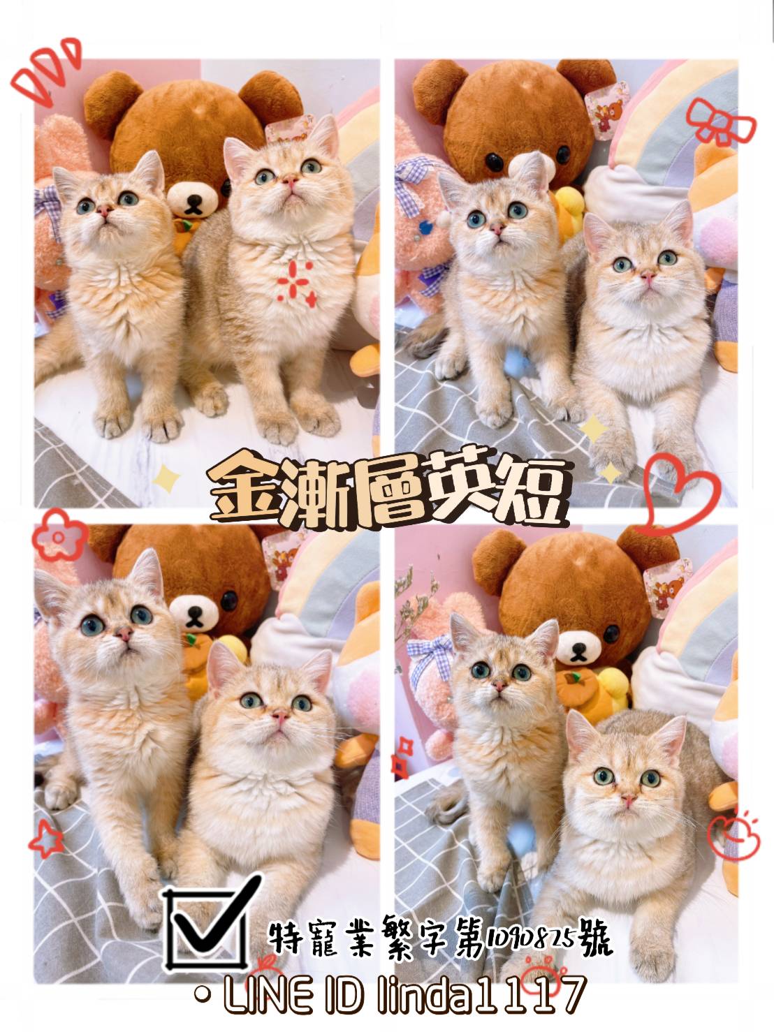 You are currently viewing 月亮糖糖喵樂園／金漸層英國短毛貓