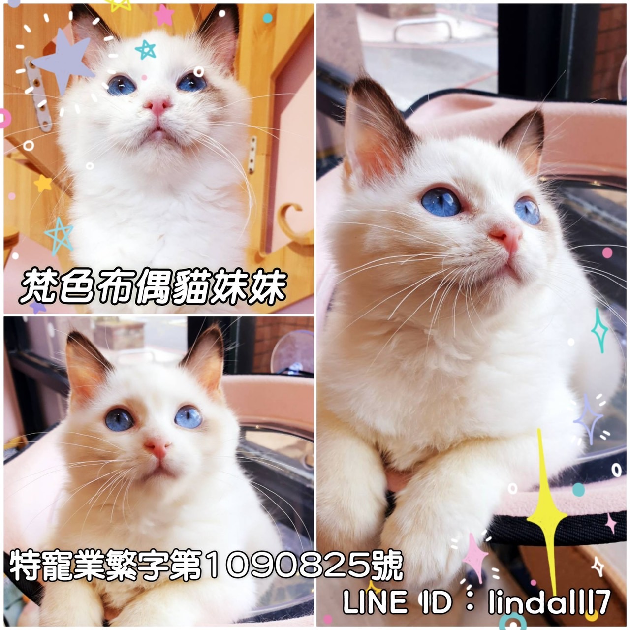 You are currently viewing 月亮糖糖喵樂園／梵色布偶貓