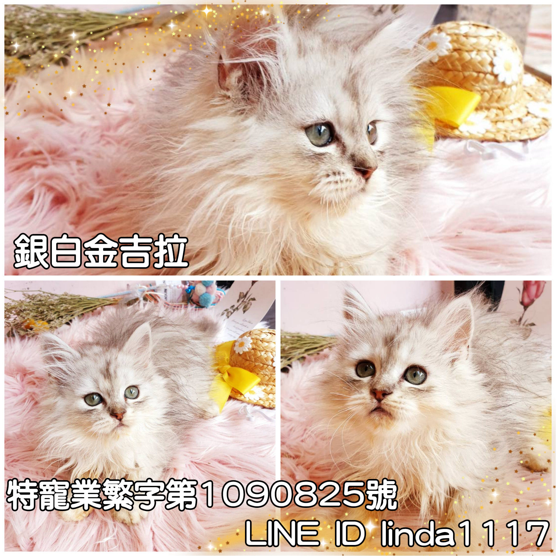 You are currently viewing 月亮糖糖喵樂園／銀白金吉拉