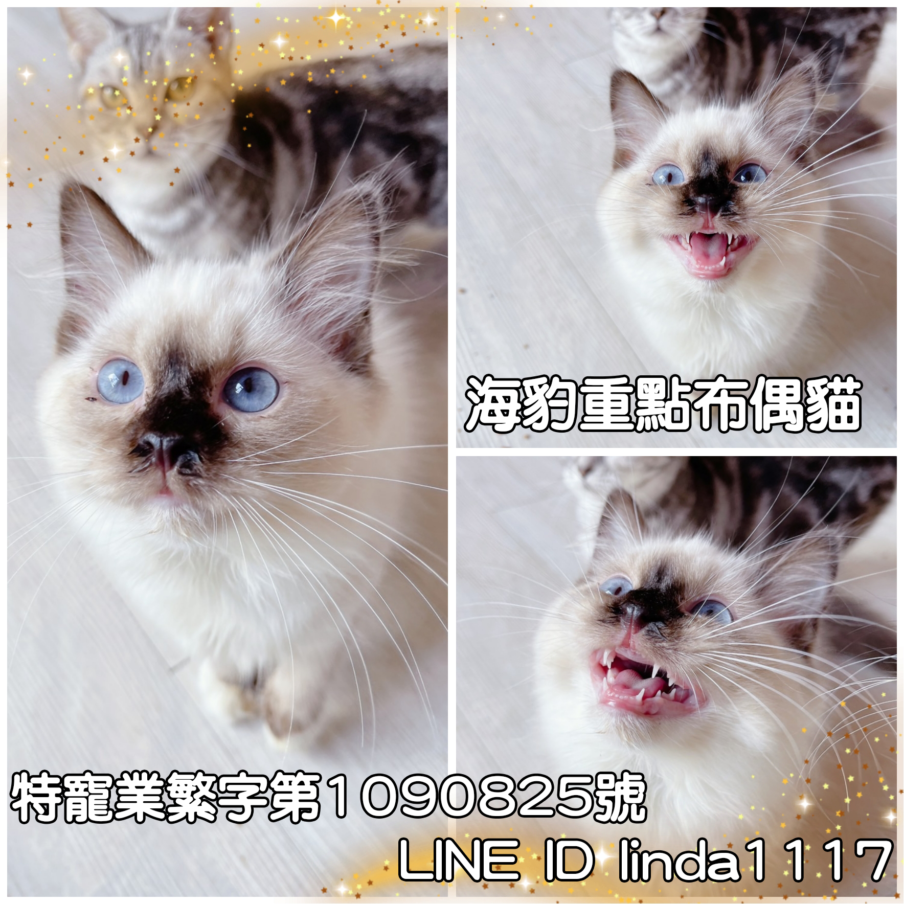 You are currently viewing 月亮糖糖喵樂園／流星藍重點布偶貓