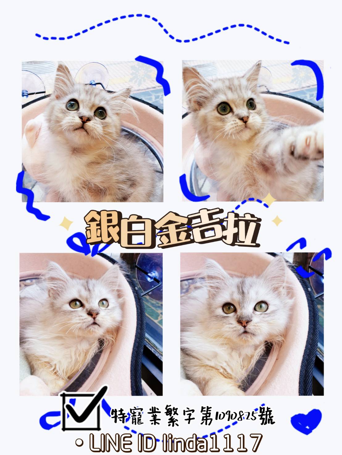 You are currently viewing 月亮糖糖喵樂園／銀白金吉拉