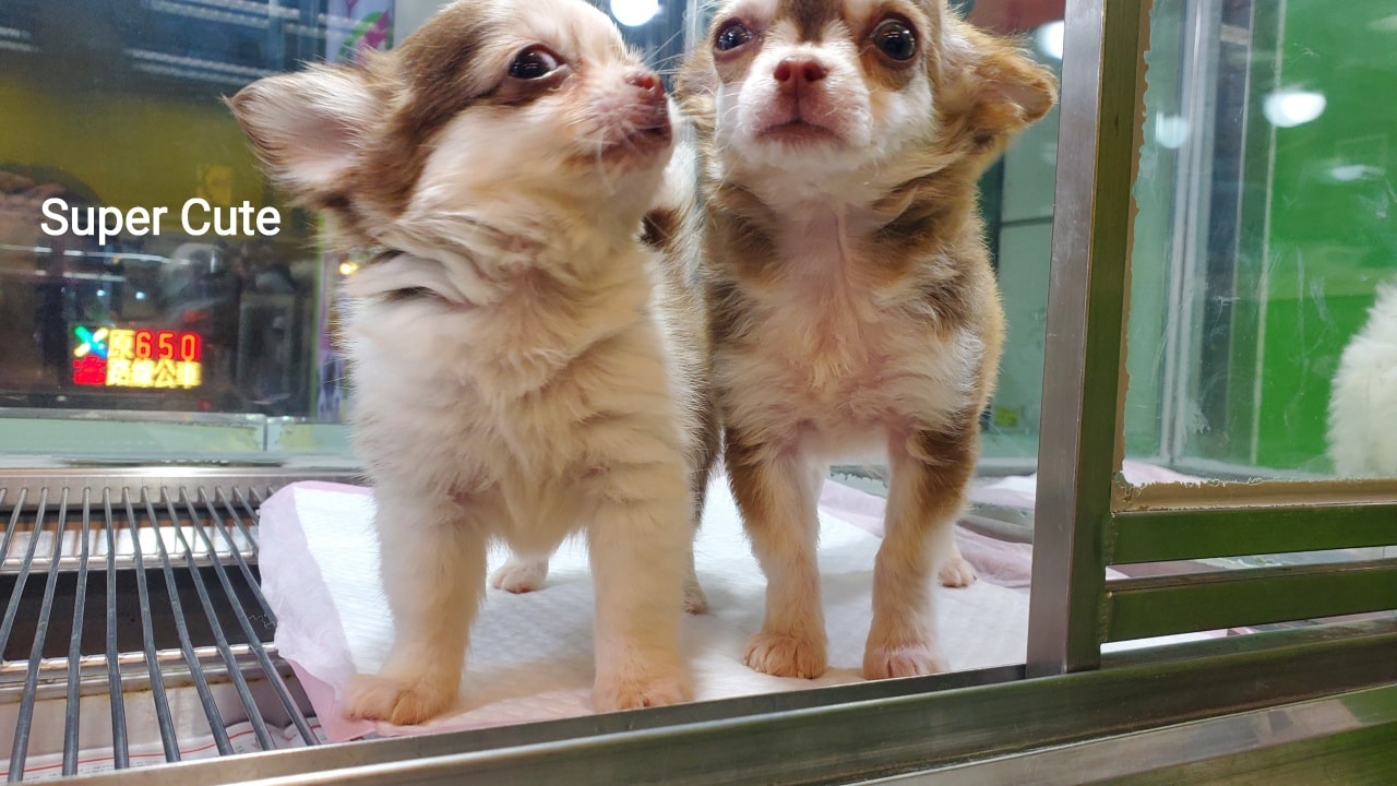 超可愛名犬社／超可愛的長毛吉娃娃