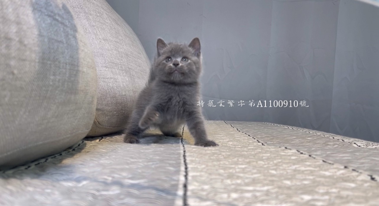尊爵名皇／藍色英國短毛貓