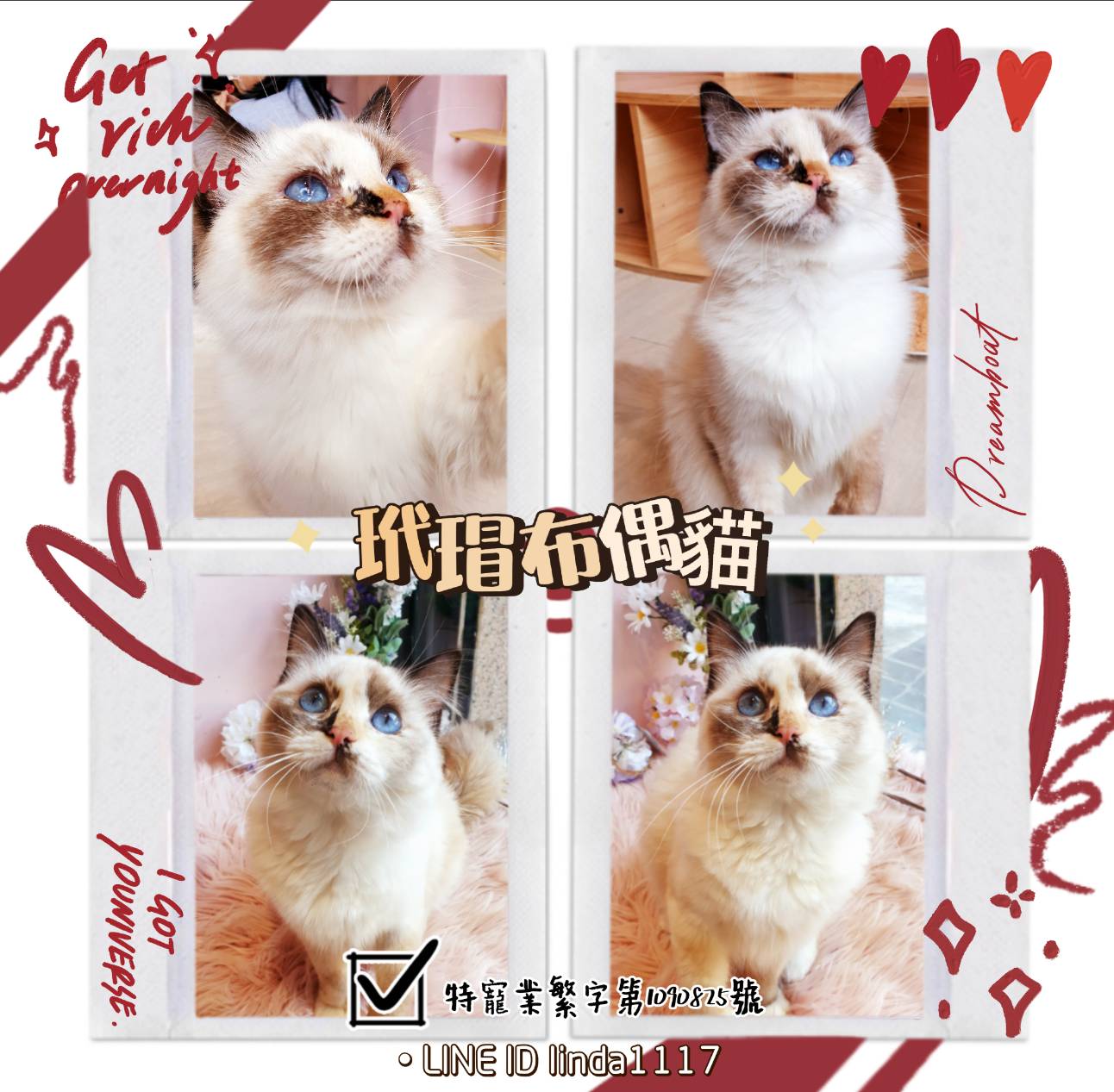 You are currently viewing 月亮糖糖喵樂園／玳瑁布偶貓