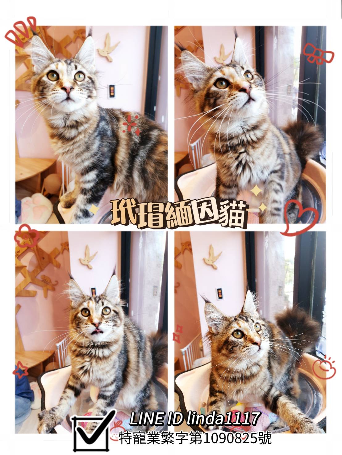 Read more about the article 月亮糖糖喵樂園／玳瑁色緬因貓