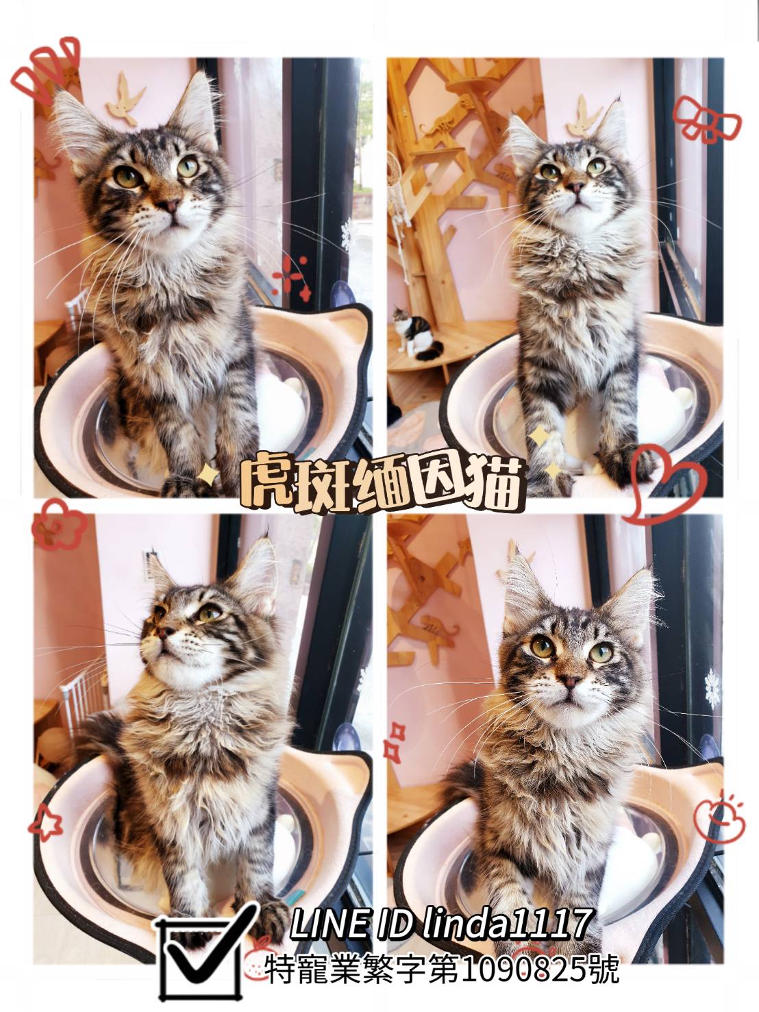 You are currently viewing 月亮糖糖喵樂園／虎斑緬因貓