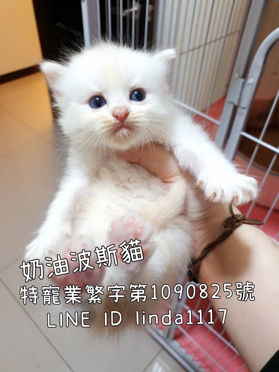 Read more about the article 月亮糖糖喵樂園／奶油波斯貓
