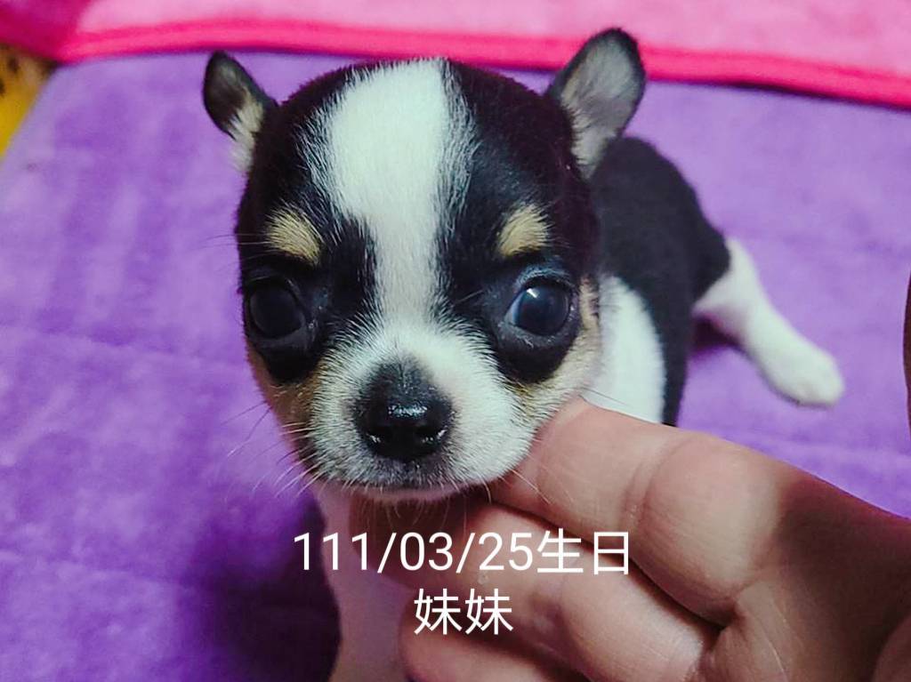 Read more about the article 旺旺谷犬舍／短毛吉娃娃