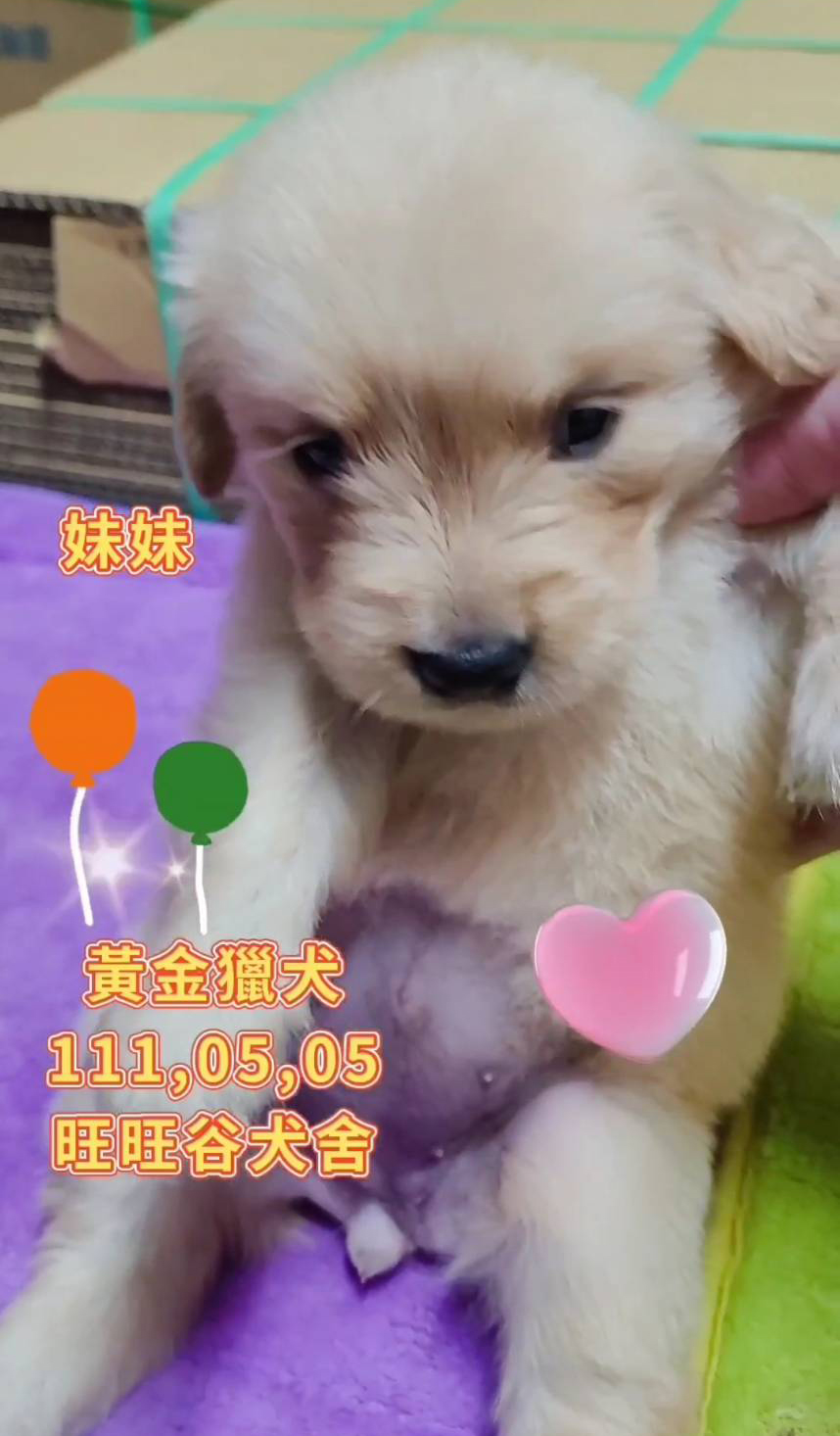 You are currently viewing 旺旺谷犬舍／黃金獵犬妹妹