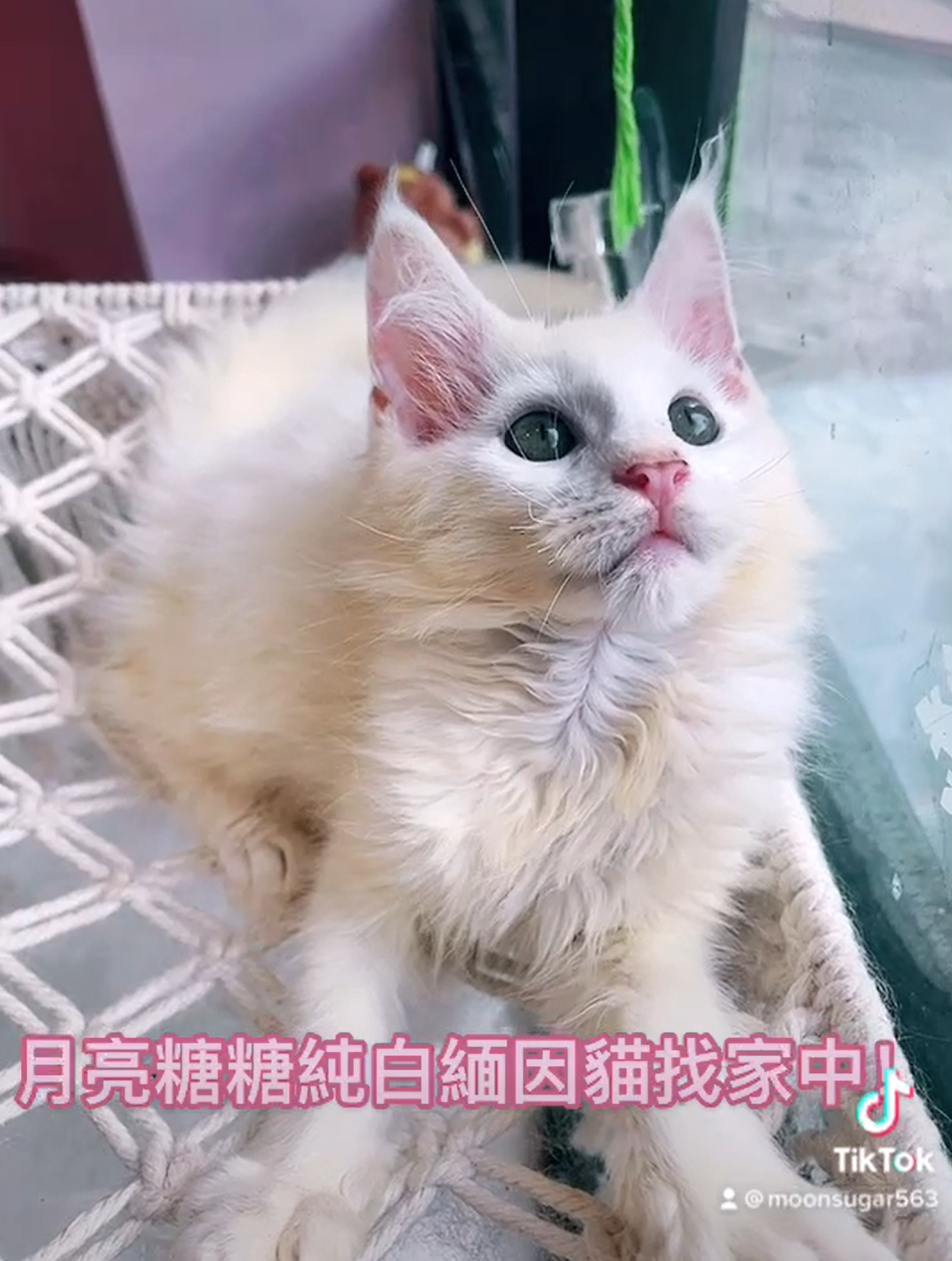 月亮糖糖喵樂園／純白緬因貓