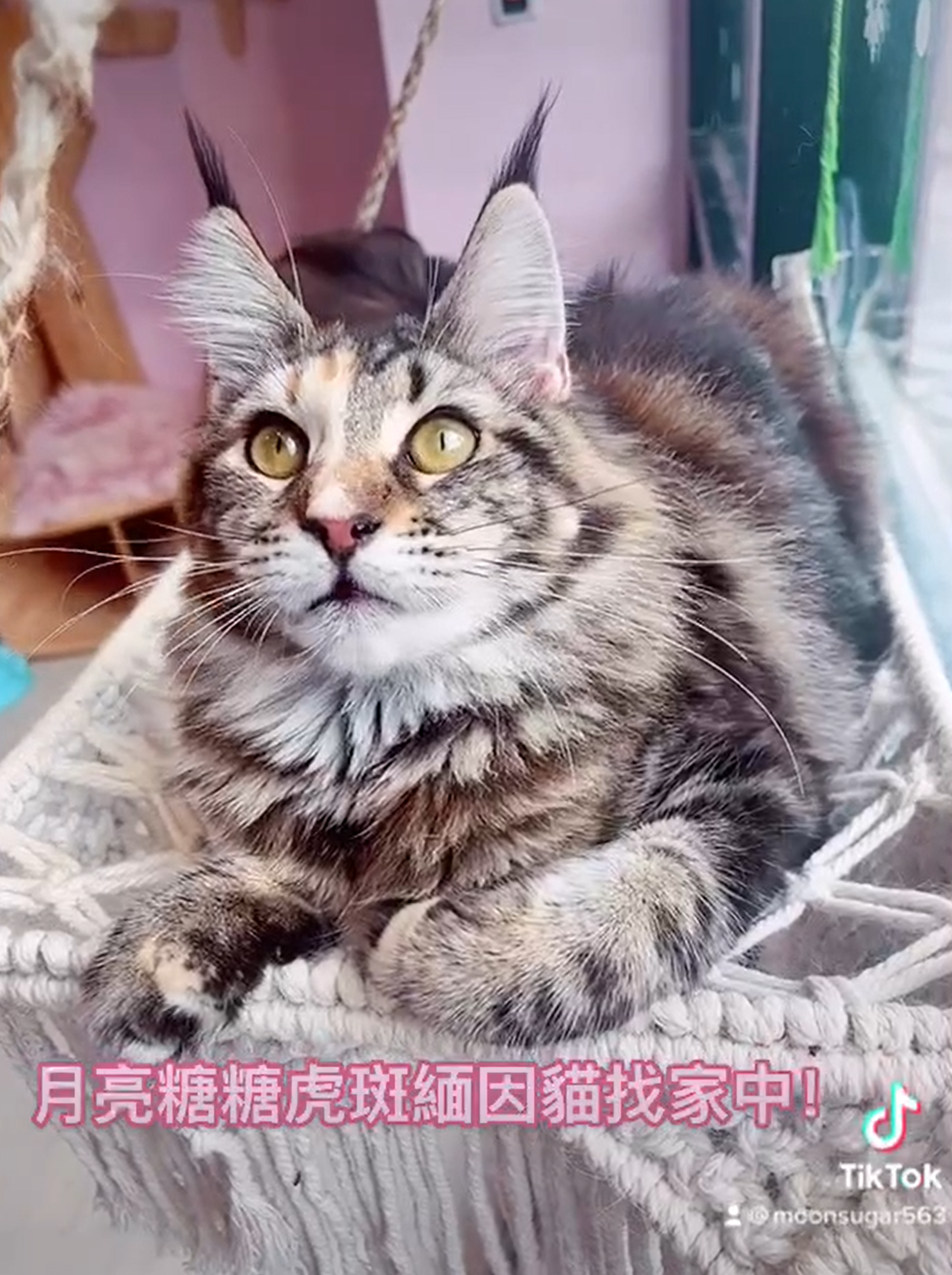 月亮糖糖喵樂園／玳瑁緬因貓