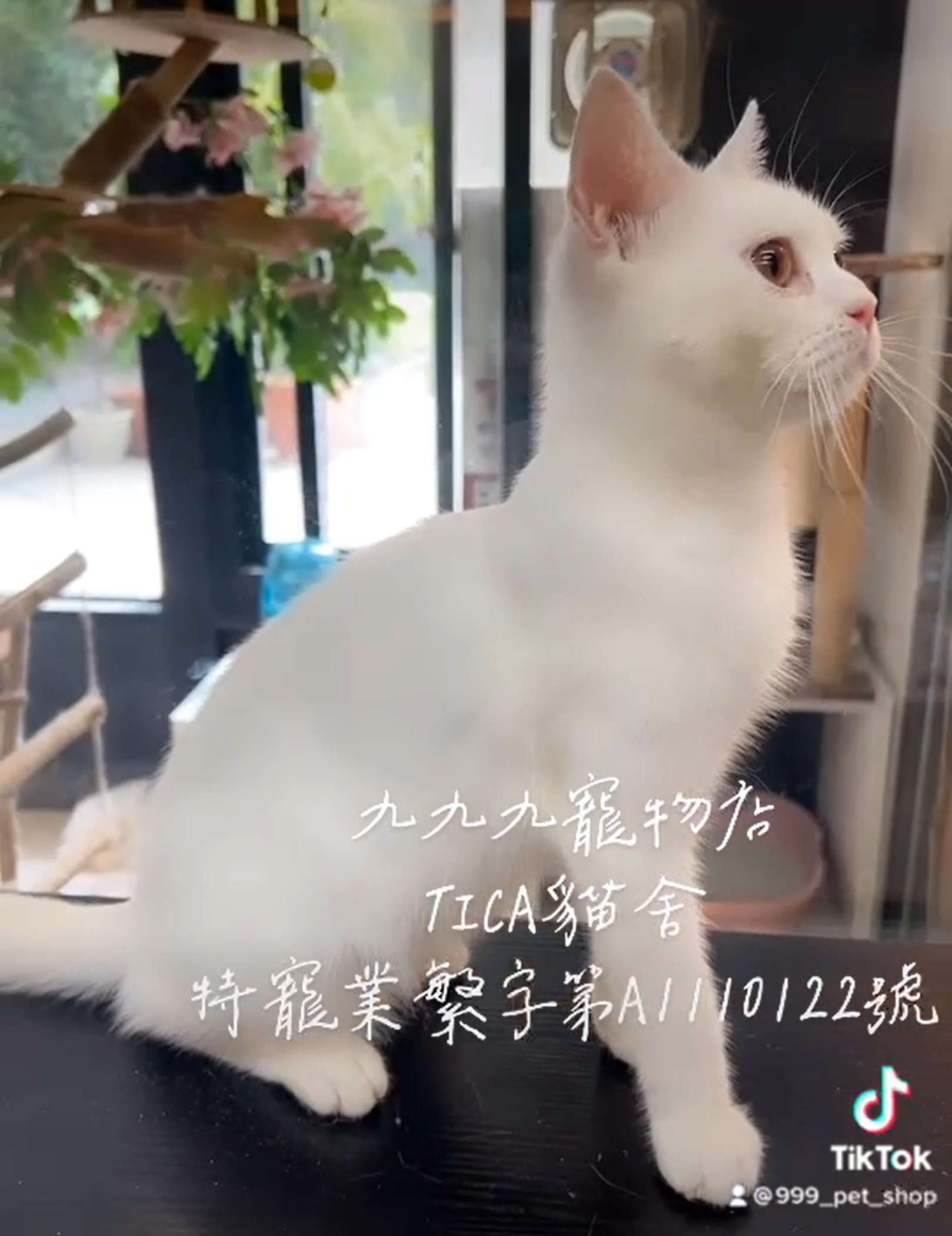 Read more about the article 九九九寵物店／白英短