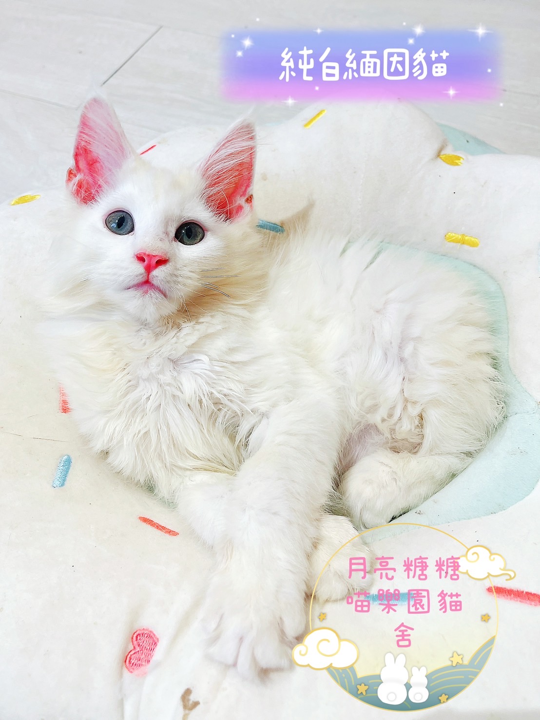 月亮糖糖喵樂園／純白緬因貓