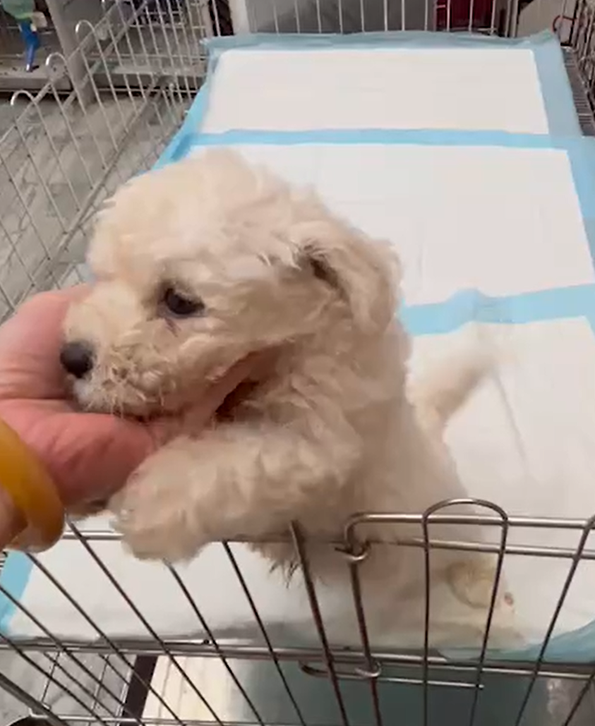 Read more about the article 佩佩犬舍／比熊