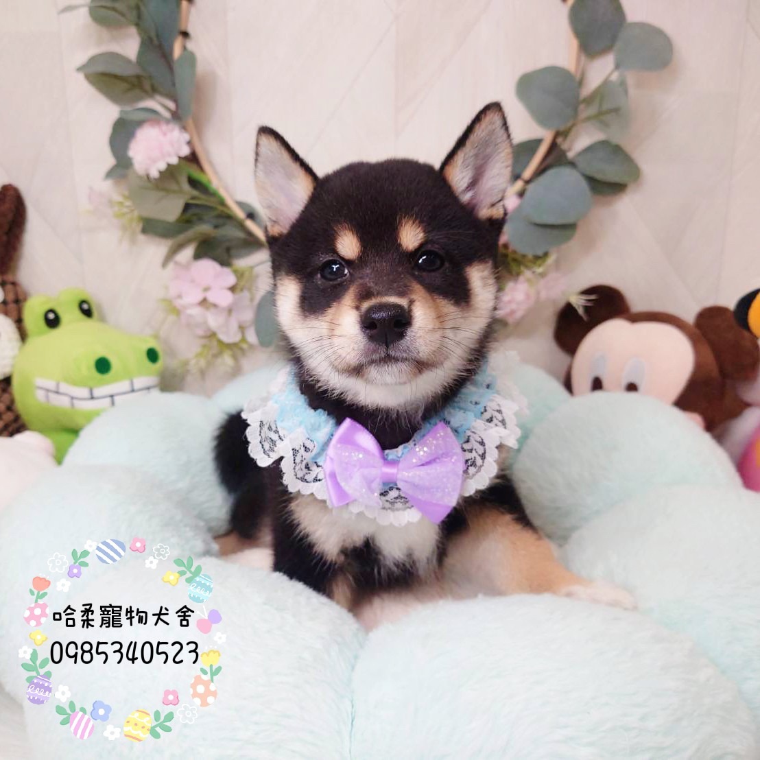 哈柔寵物犬舍／黑色柴犬
