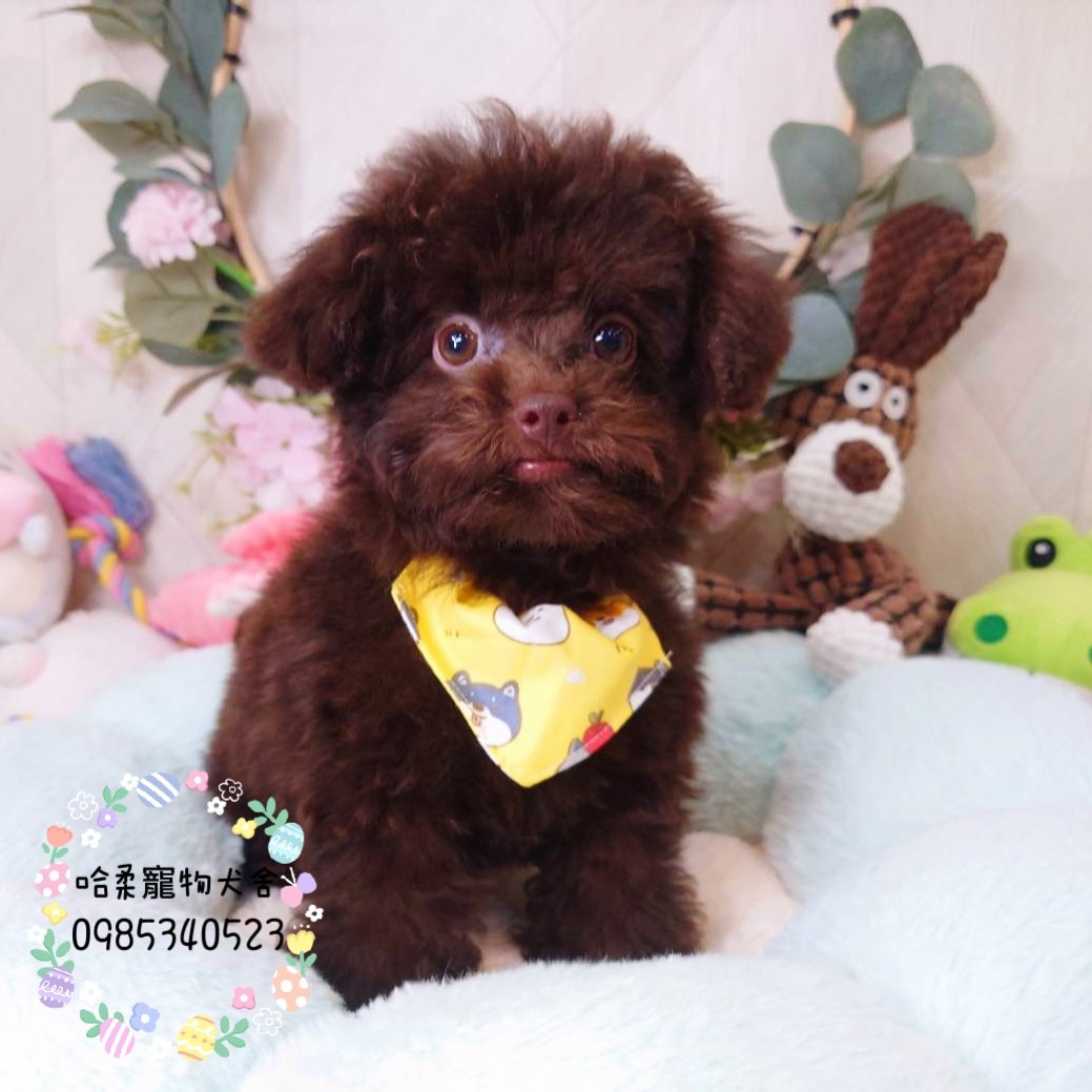哈柔寵物犬舍／巧克力貴賓