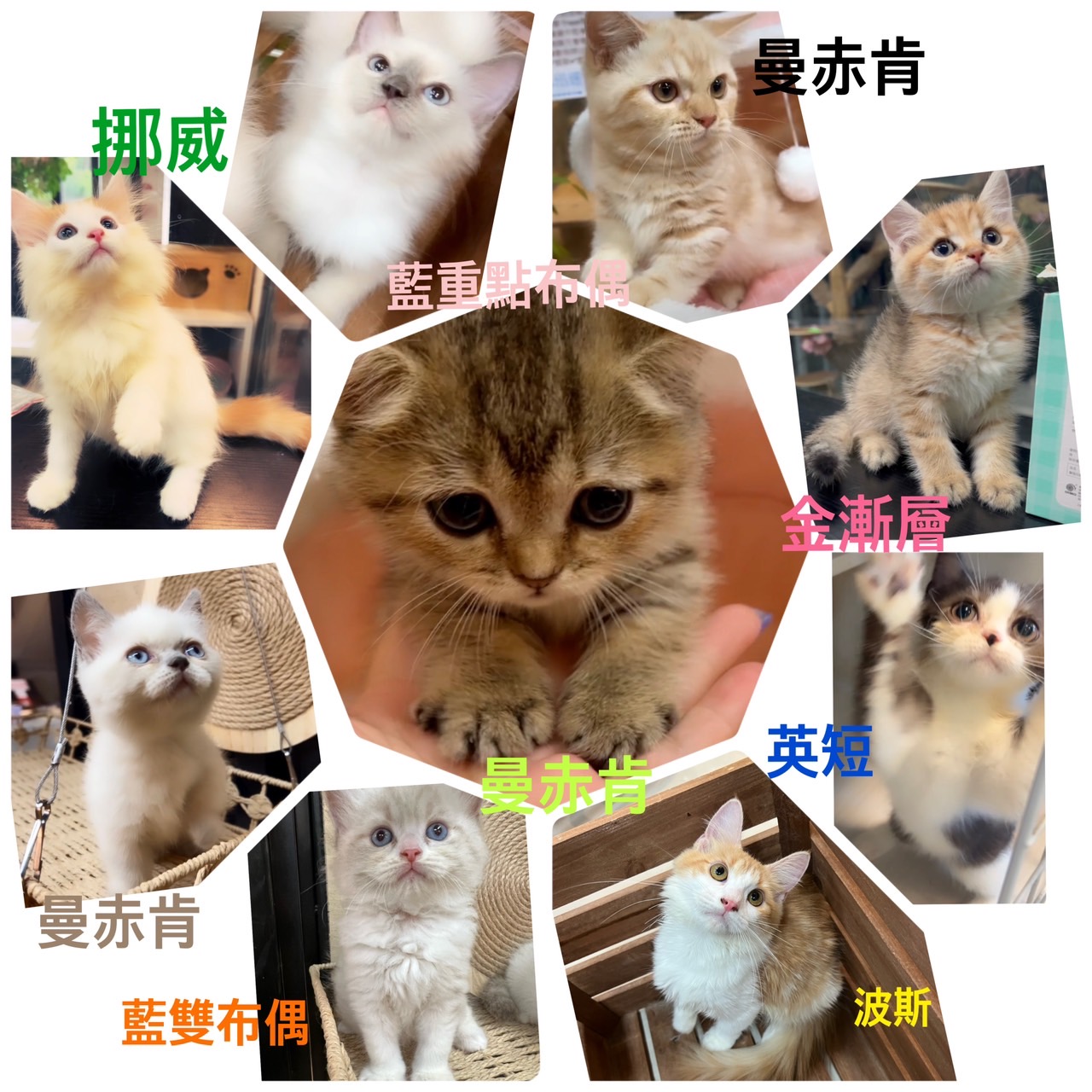 Read more about the article 九九九寵物店／各品種貓貓