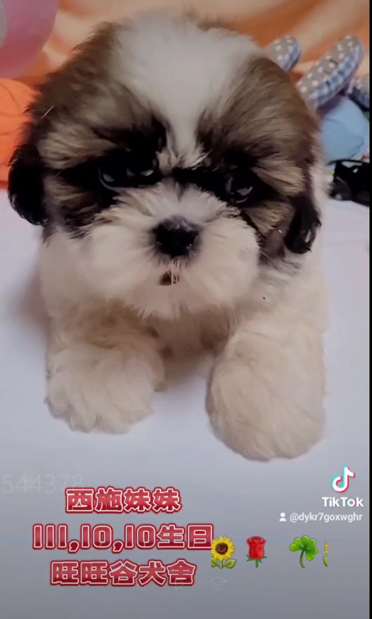 Read more about the article 旺旺谷犬舍／西施犬