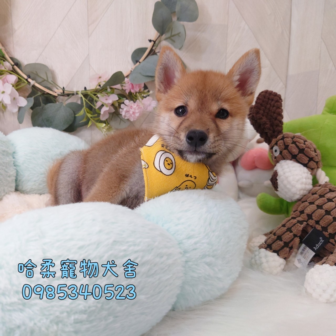 哈柔寵物犬舍／赤色柴犬
