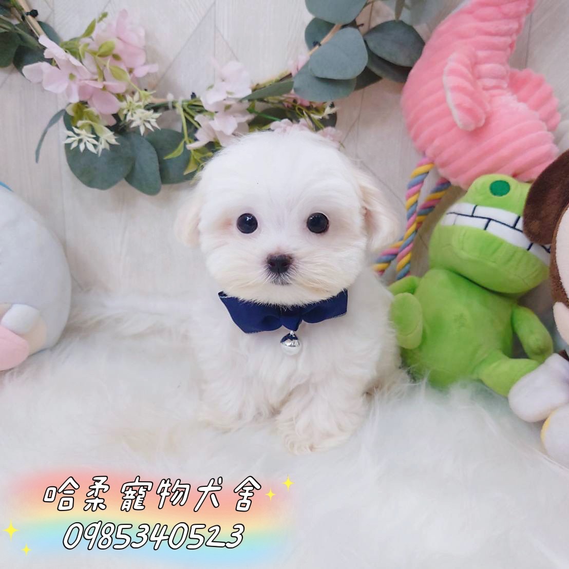 哈柔寵物犬舍／瑪爾濟斯