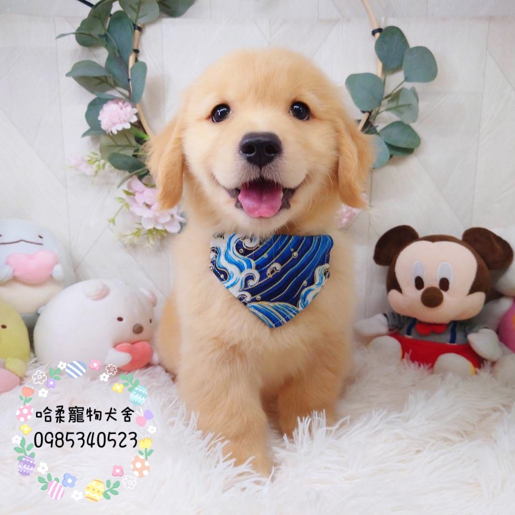 哈柔寵物犬舍／黃金獵犬