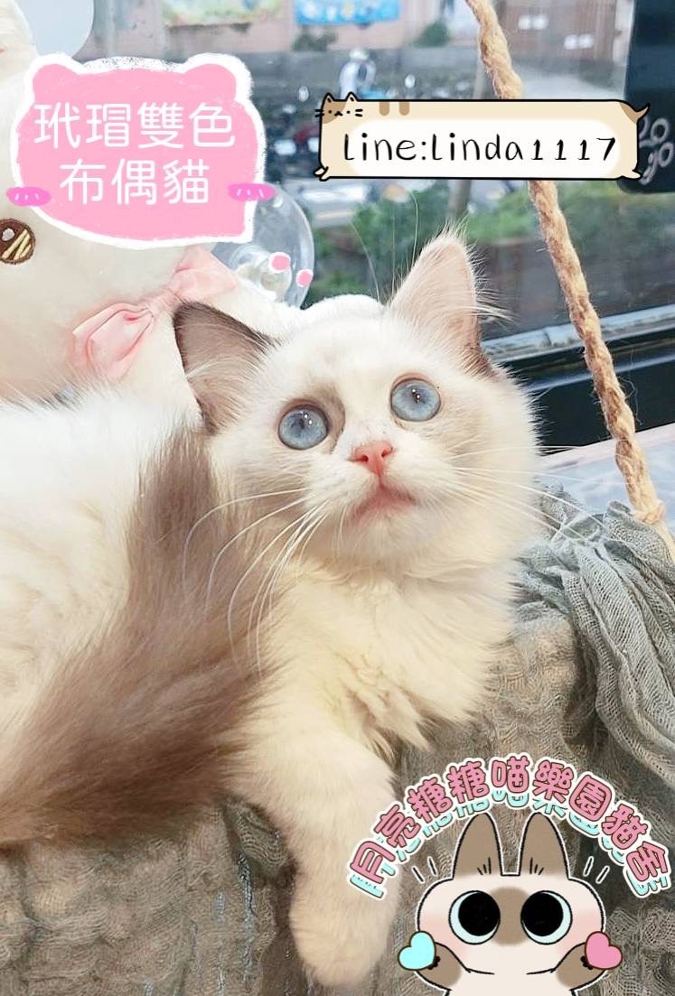月亮糖糖喵樂園／玳瑁雙色布偶貓