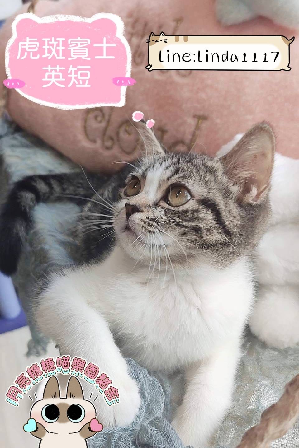 月亮糖糖喵樂園／虎斑賓士英國短毛貓
