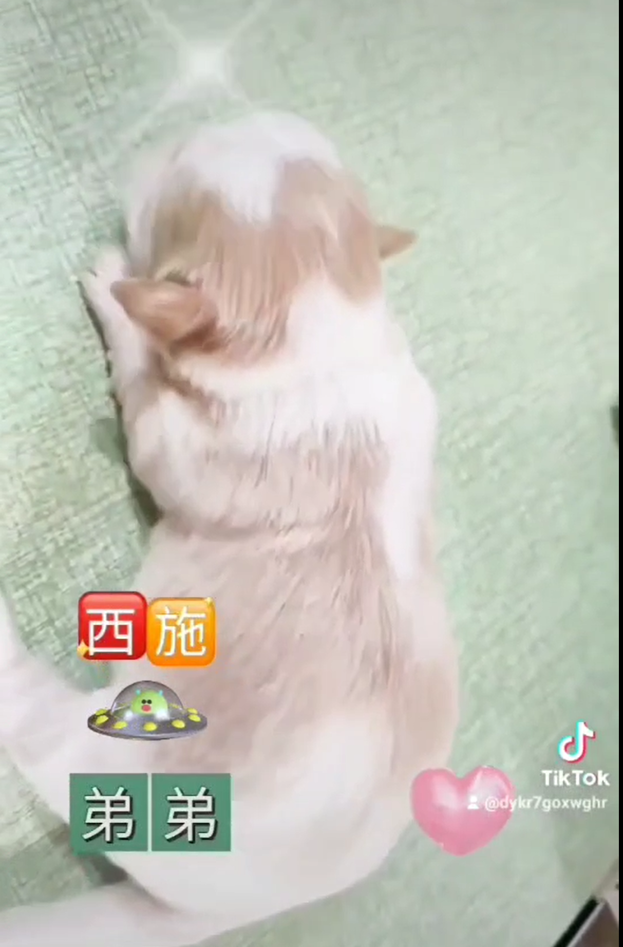 You are currently viewing 旺旺谷犬舍／西施