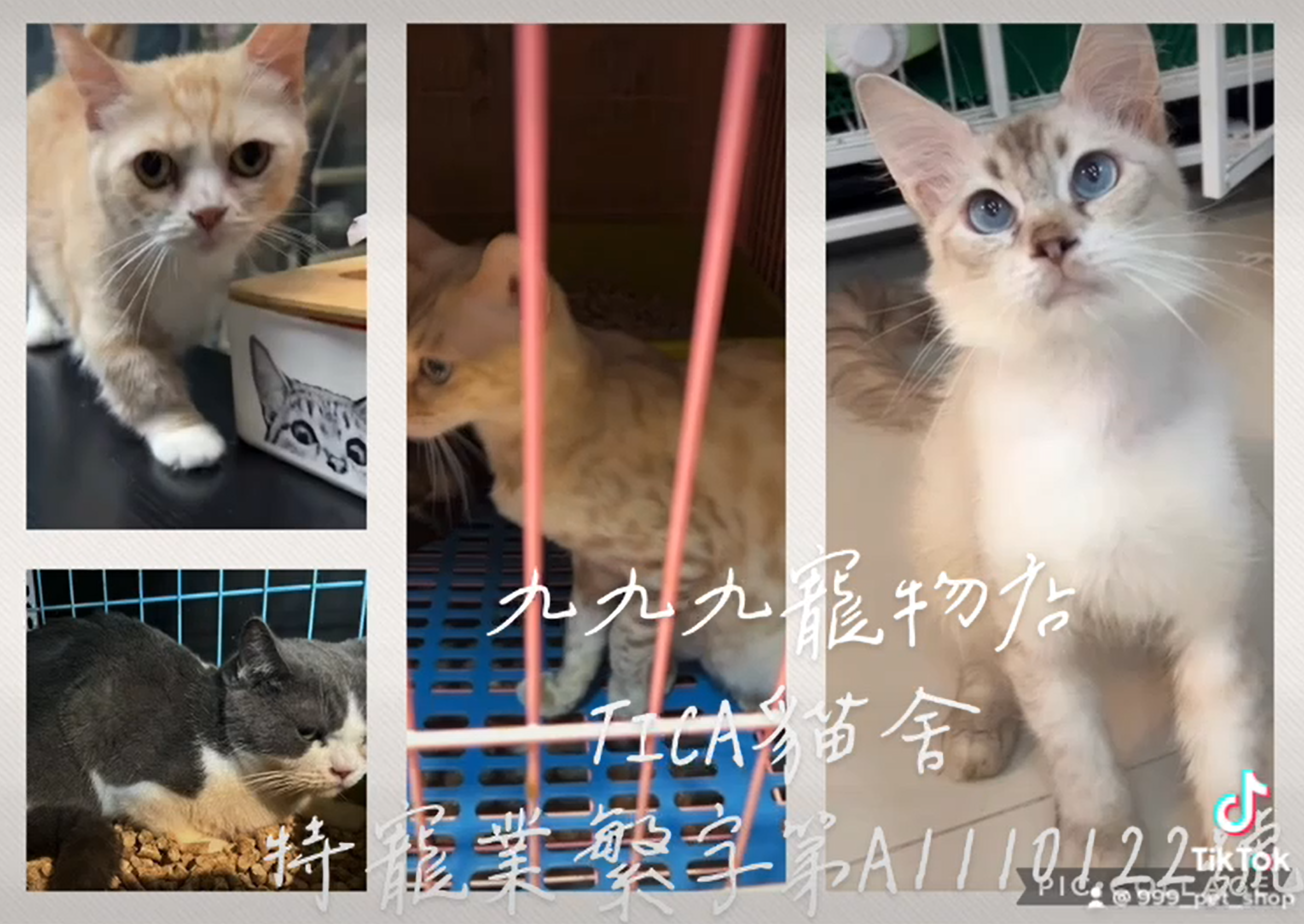 Read more about the article 九九九寵物店 / 甜甜價釋出