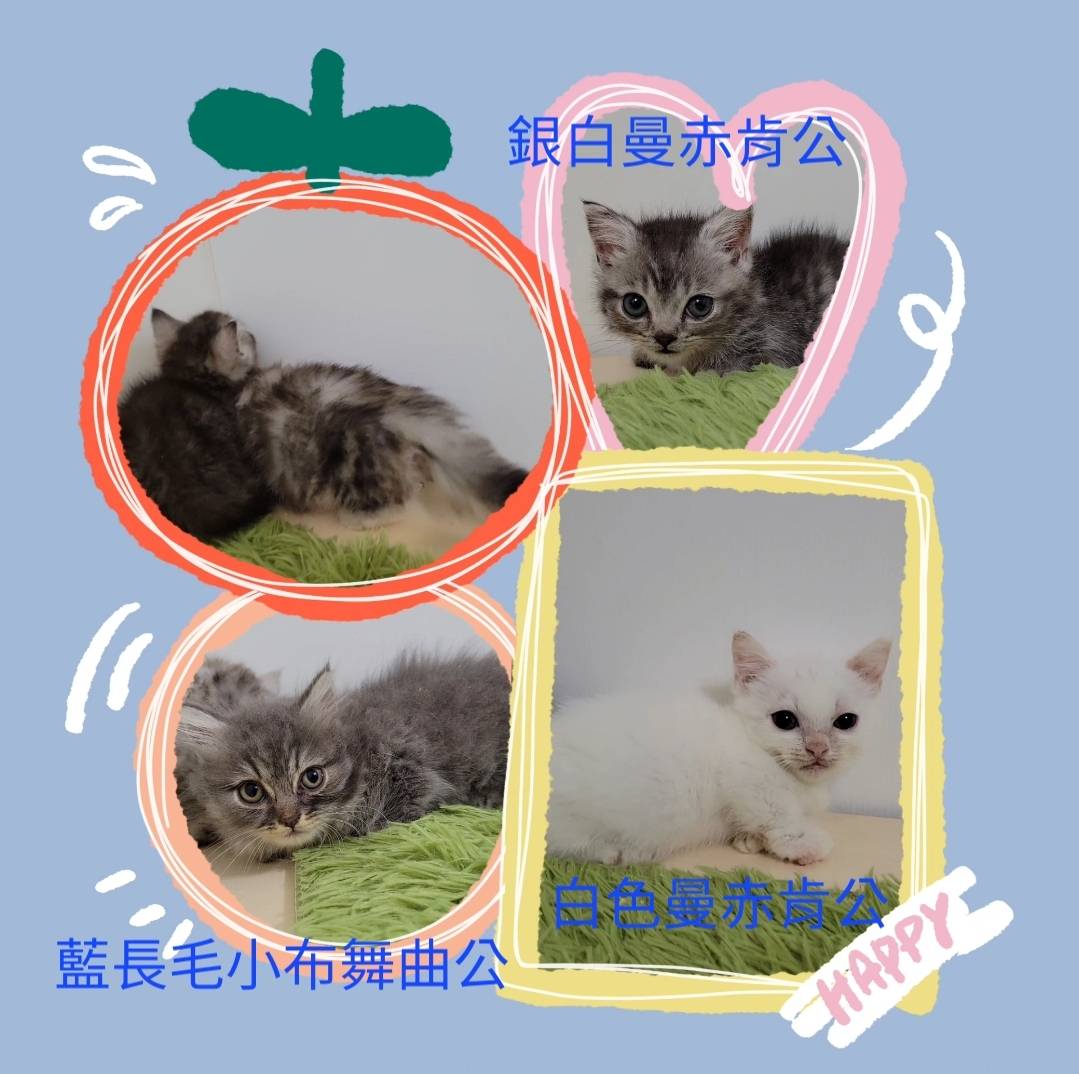 刻在你心底的貓／曼赤肯大集合