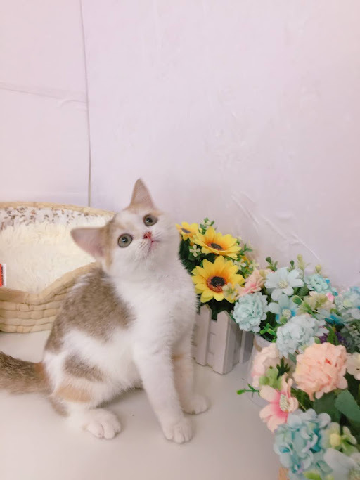 糖果卡通貓舍／肉桂三花非標準曼赤肯