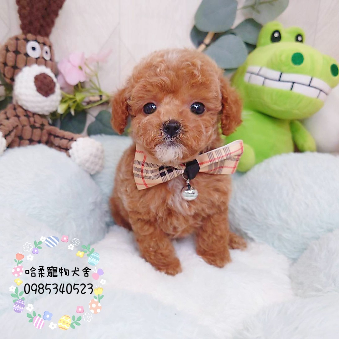 哈柔寵物犬舍／貴賓