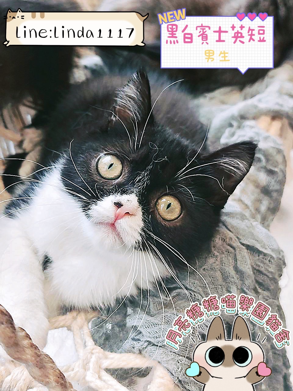 月亮糖糖喵樂園／黑白賓士英國短毛貓