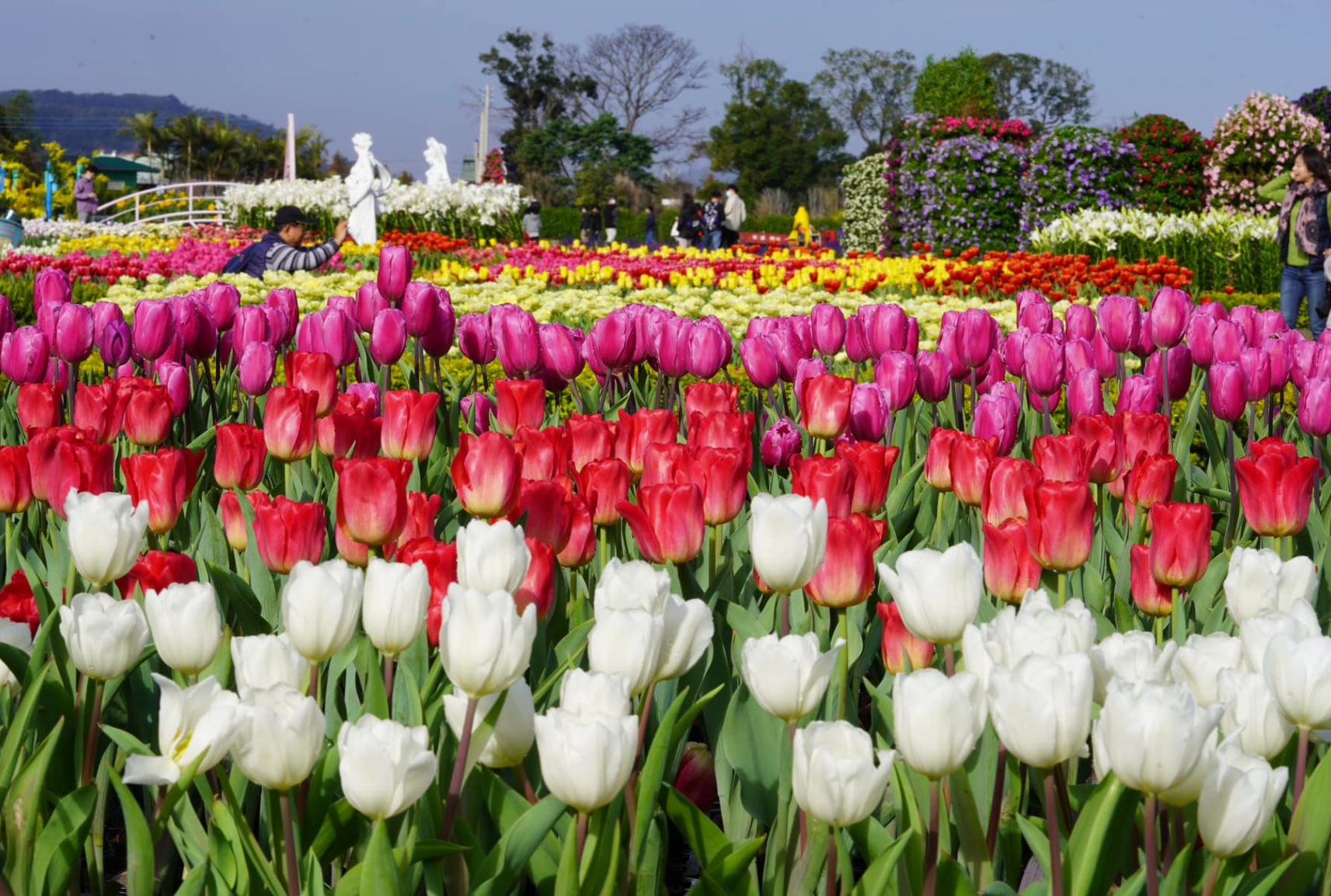 Read more about the article 『汪喵揪了走』新春限定 中社花海鬱金香花季一日遊