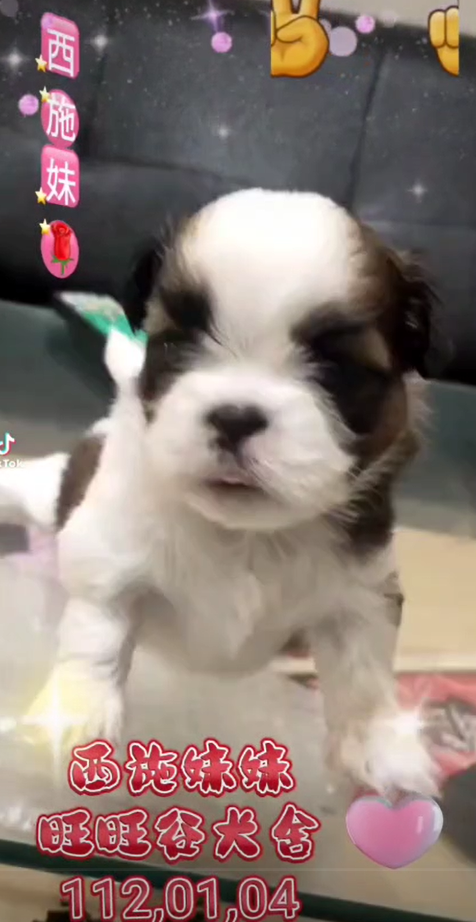Read more about the article 旺旺谷犬舍／西施犬