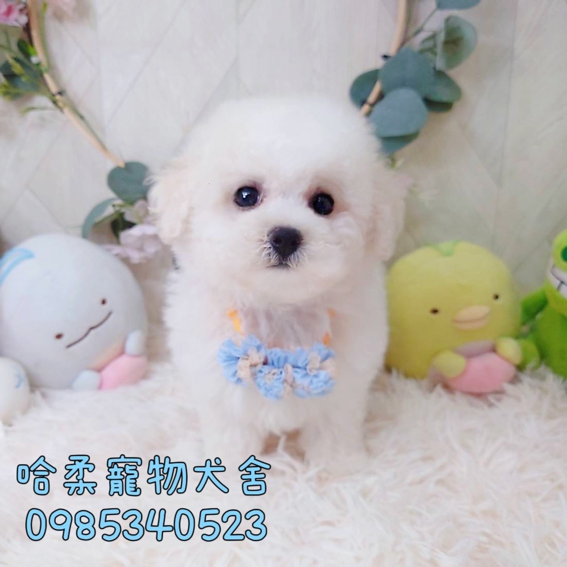 哈柔寵物犬舍／比熊