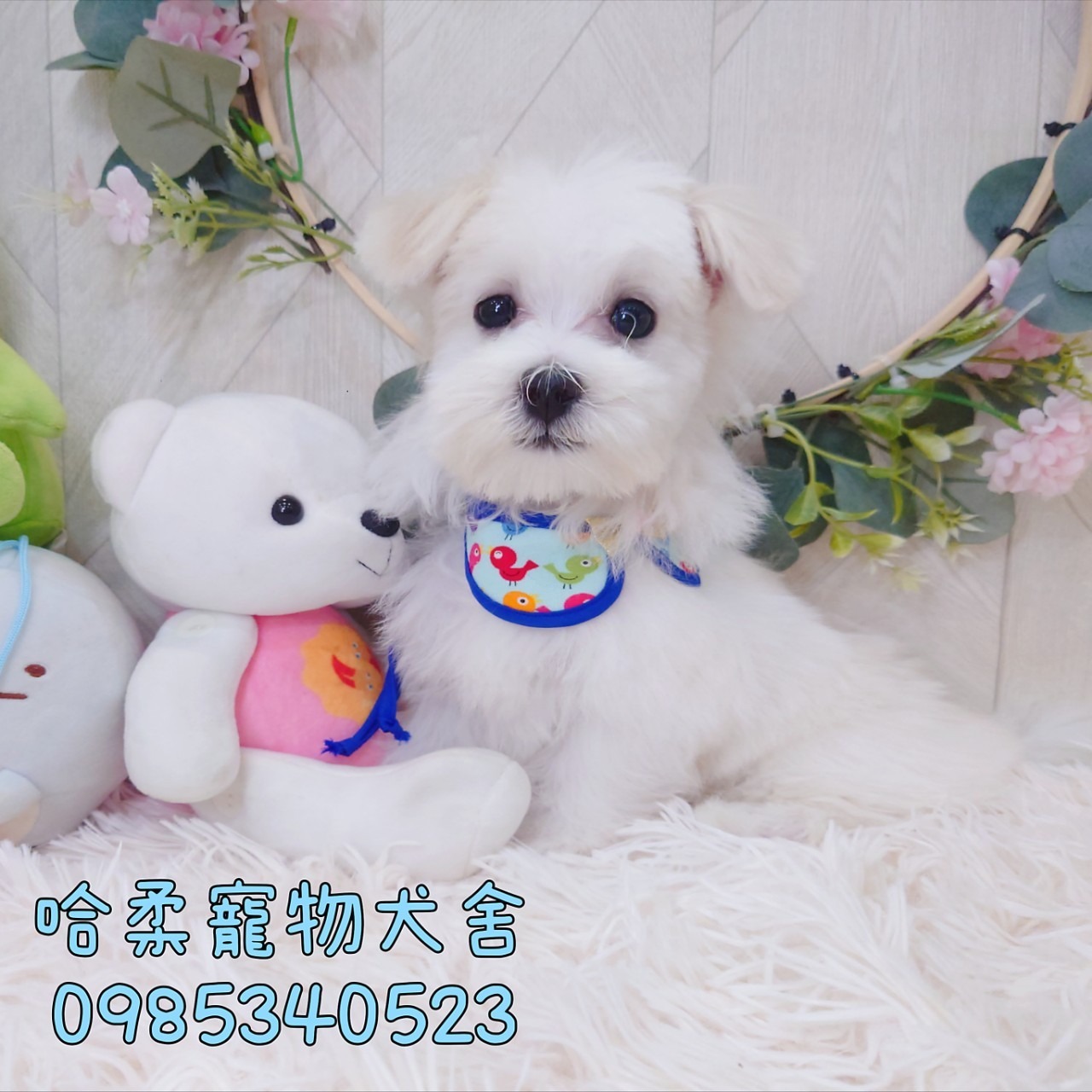 哈柔寵物犬舍／馬爾濟斯